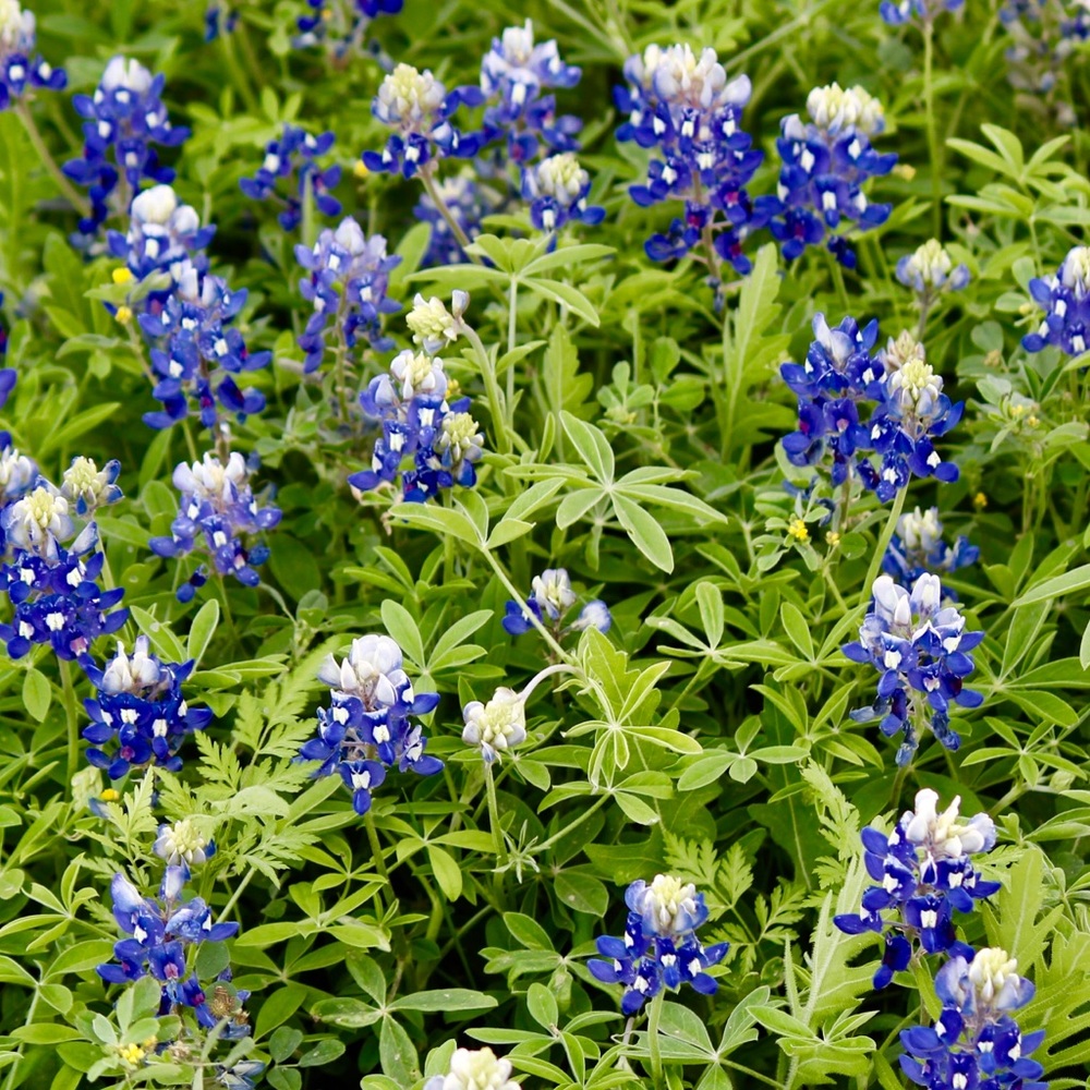 Meet your Posher, Jerri lynn